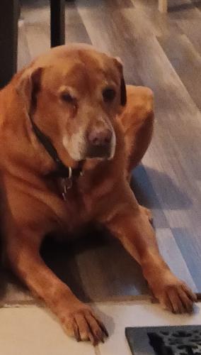 Lost Male Dog last seen Tyler St and flt Creek Rd., Athens, TX 75751