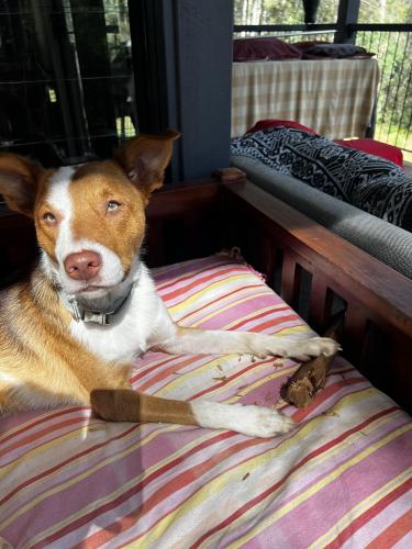 Lost Female Dog last seen Ambrose Treacy College, Indooroopilly, QLD 4068