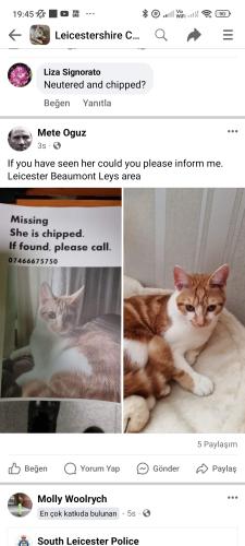 Lost Female Cat last seen Beaumont leys lane, Leicester, England LE4