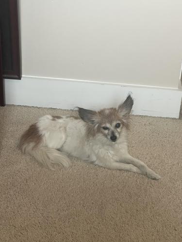 Lost Female Dog last seen Bending Birch and Woodward, Charlotte, NC 28206