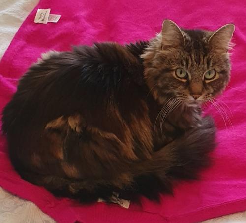Lost Male Cat last seen Charter road tipton dy4 , West Midlands, England DY4