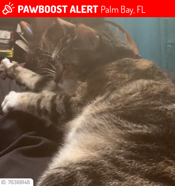 Lost Female Cat last seen Near Pembroke Ave. NE, Palm Bay, FL 32907, Palm Bay, FL 32907