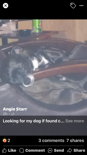 Lost Male Dog last seen Slevinth Street at 27th, Louisville, KY 40212