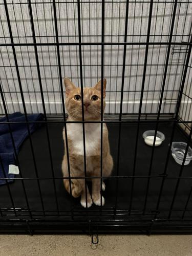 Found/Stray Male Cat last seen Grauwler Recreation Center, Dallas, TX 75247