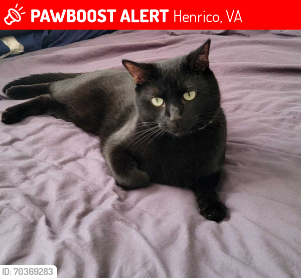 Lost Male Cat last seen olde west ct. , Henrico, VA 23228
