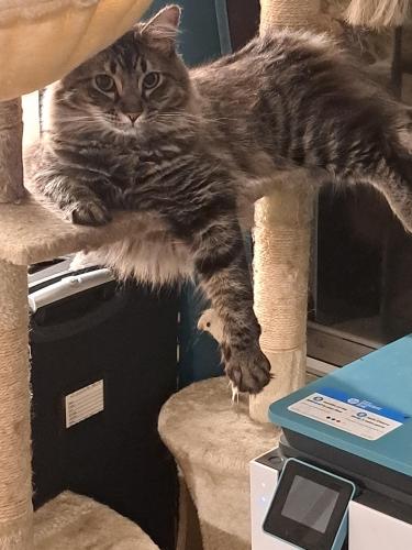 Lost Male Cat last seen Near Bells Ferry Rd and Walmart and Eagle Dr., Acworth, GA 30102