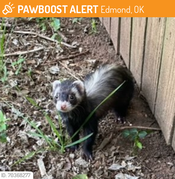 Edmond, OK Stray Ferret Found Near Cheyenne Ridge neighborhood PawBoost