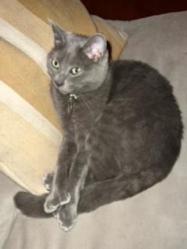 Lost Female Cat last seen Scenic st between Arlington and Cutting, El Cerrito, CA 94530