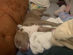 Reunited Female Dog last seen Ditman and deveraux st, Philadelphia, PA 19135