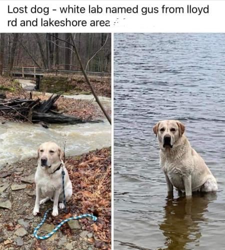 Lost Male Dog last seen Lakeshore Blvd & Lloyd Road. , Euclid, OH 44132