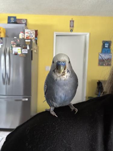 Lost Male Bird last seen Valerio St. and Canby Ave. , Los Angeles, CA 91335