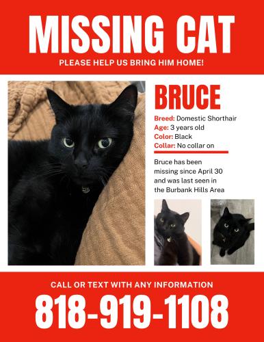 Lost Male Cat last seen Near Brace Canyon Park in Burbank, Burbank, CA 91504