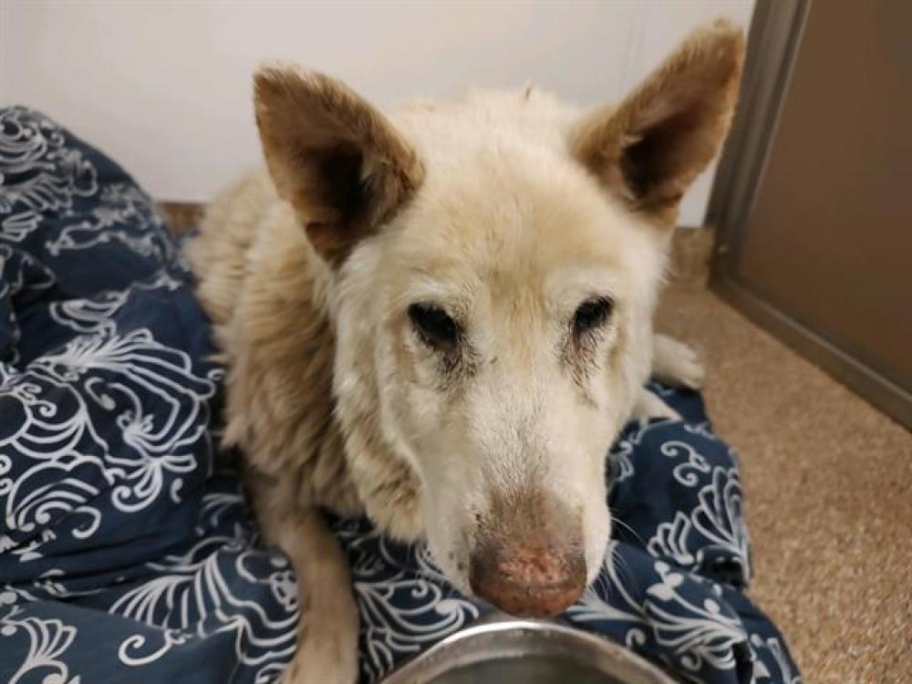 Shelter Stray Male Dog last seen BRIDGE/ATRISCO, Albuquerque, NM 87105