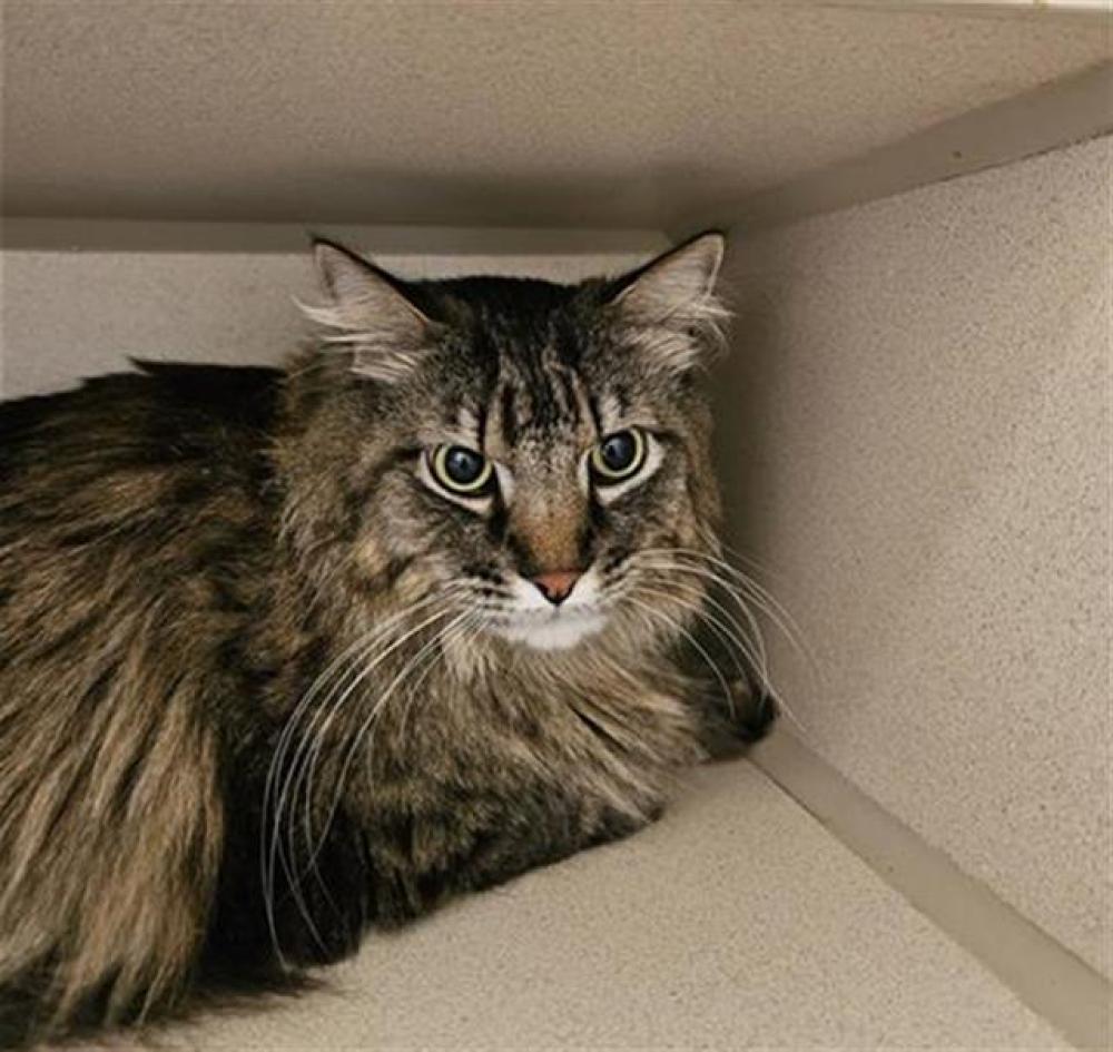 Shelter Stray Male Cat last seen Near BLOCK 14TH ST, DENVER CO 80202, Denver, CO 80223