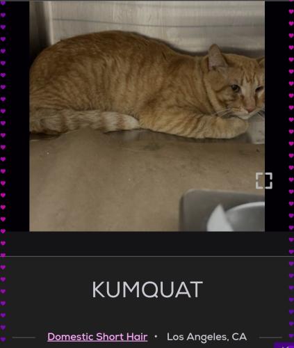 Lost Male Cat last seen N columbus ave and Pioneer Drive, Glendale, CA 91203