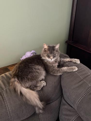 Lost Female Cat last seen Tanyard springs Hillview ky, Louisville, KY 40229