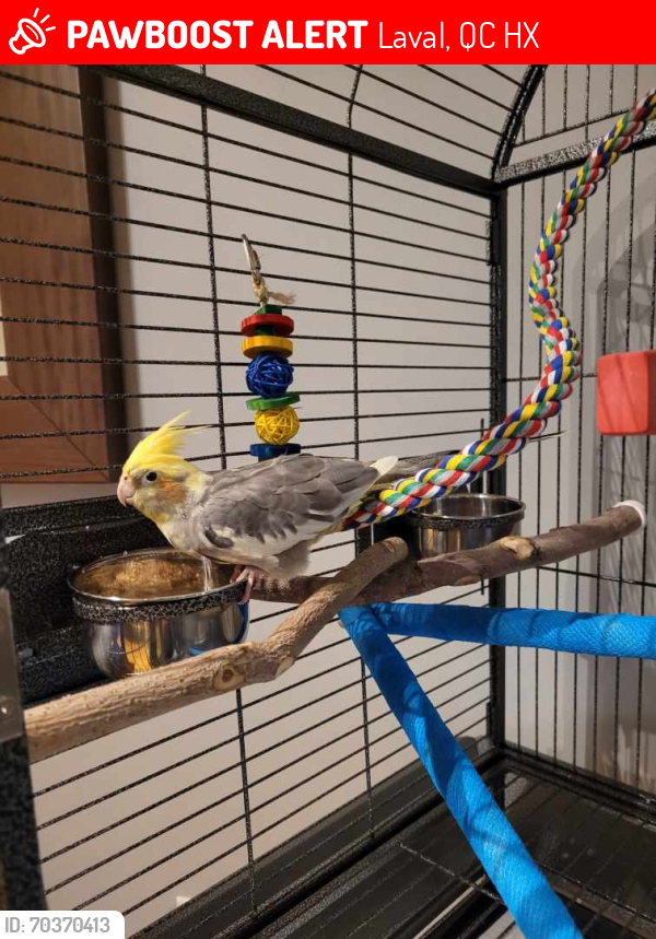 Lost Male Bird last seen Boul st martin ouest Laval Québec h7x3p1, Laval, QC H7X