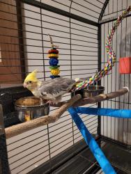 Lost Male Bird last seen Boul st martin ouest Laval Québec h7x3p1, Laval, QC H7X