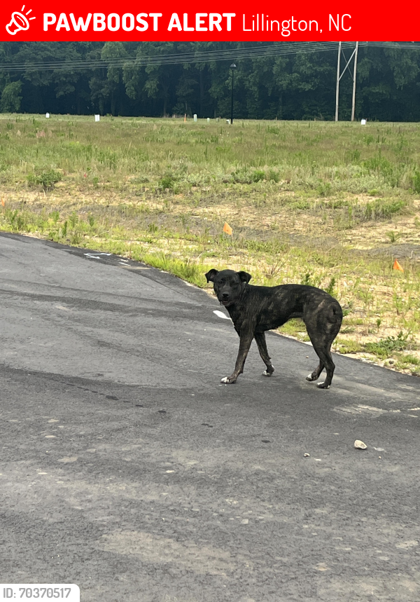 Lost Female Dog last seen DRB s Blake Pond, Lillington, NC 27546