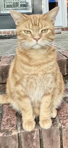 Lost Male Cat last seen Forest Meadows Circle cul de sac (Forest Meadows subdivision, Meadowbrook) 35242, Birmingham, AL 35242
