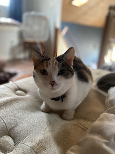 Lost Female Cat last seen US Route 33, Marysville, OH 43040