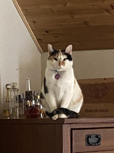 Lost Female Cat last seen US route 33, Marysville, OH 43040