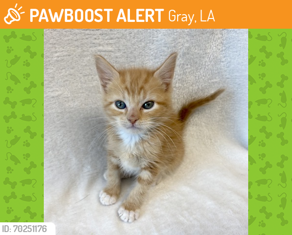 Shelter Stray Male Cat last seen Near Bond St, 70360 - Houma, LA, Gray, LA 70359
