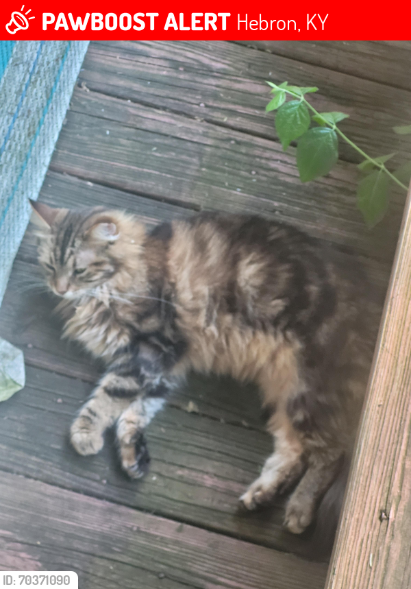 Hebron, KY Lost Female Cat, Freya Is Missing PawBoost
