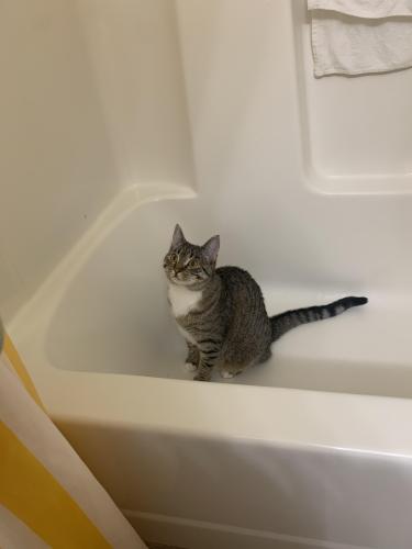 Lost Female Cat last seen Victory Learning Center , Indianapolis, IN 46254