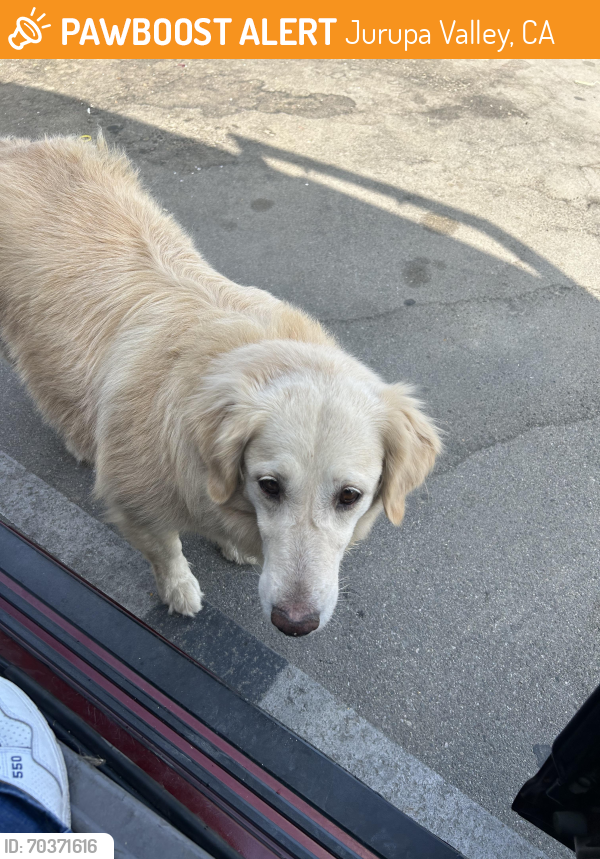 Jurupa Valley, CA Stray Female Dog Found Near 54th Street and Lucerita