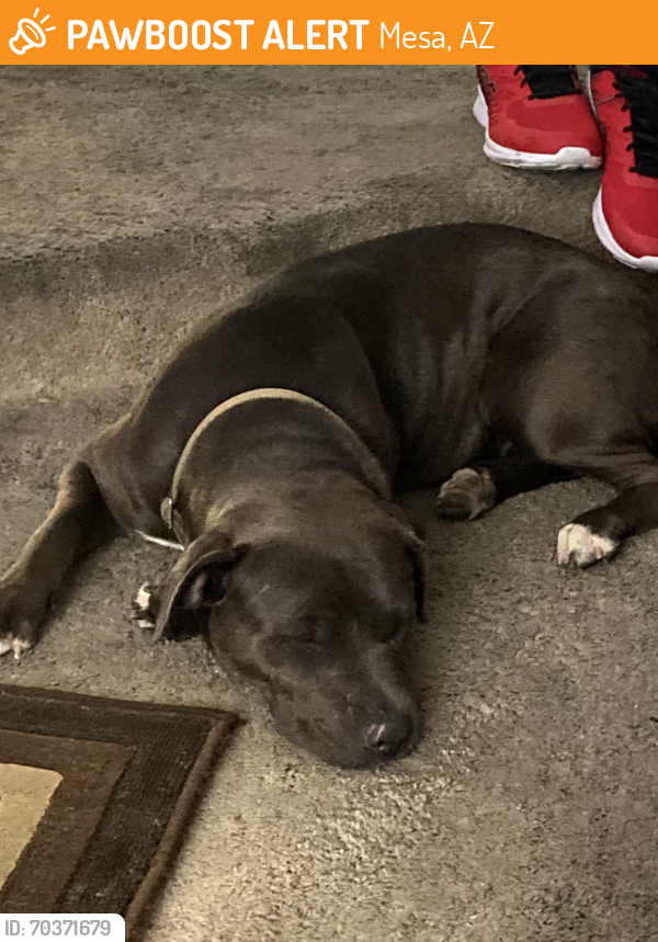 Mesa, AZ Stray Female Dog Found Near Sossaman and Southern PawBoost