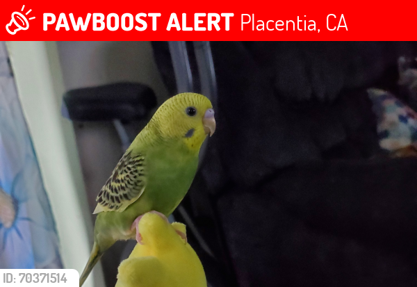 Lost Female Bird last seen Angelina drive/ alta vista, Placentia, CA 92870
