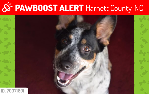 Lost Female Dog last seen Between Docs rd and Buffalo Lake rd , Harnett County, NC 28390