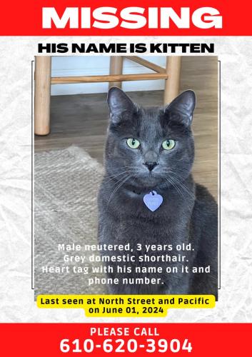 Lost Male Cat last seen Near north st, Santa Rosa, ca 95404, Santa Rosa, CA 95404