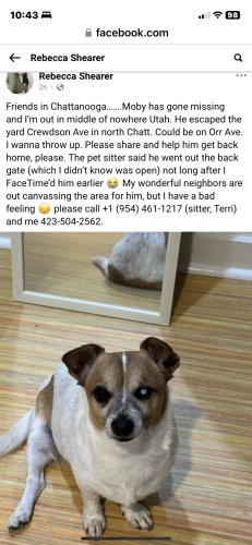 Lost Male Dog last seen Crewdson Ave, Orr St , Chattanooga, TN 37405