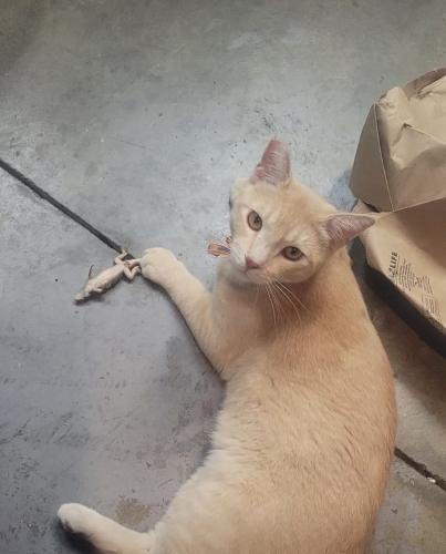 Lost Male Cat last seen Citrus and  Jurupa , Fontana, CA 92337