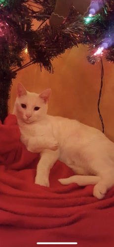 Lost Male Cat last seen N. 15th Ave, Manville, NJ 08835