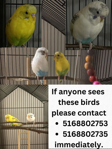 Lost Male Bird last seen forest hills hosp, Queens, NY 11375