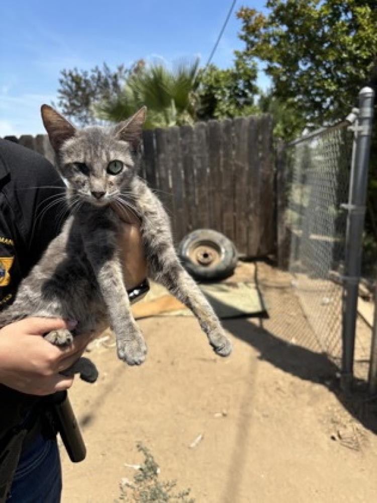 Shelter Stray Female Cat last seen N Brawley Ave & W Olive Ave, Fresno Zone Fresno CO 2 93722, CA, Fresno, CA 93706