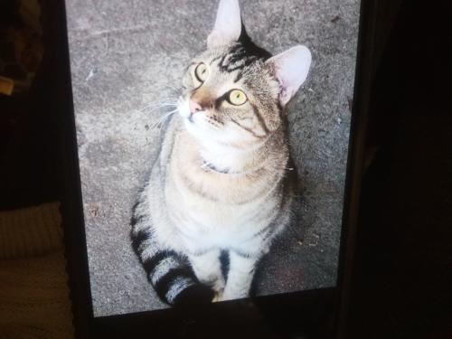 Lost Male Cat last seen Mayfield Road, Alpharetta, GA 30009