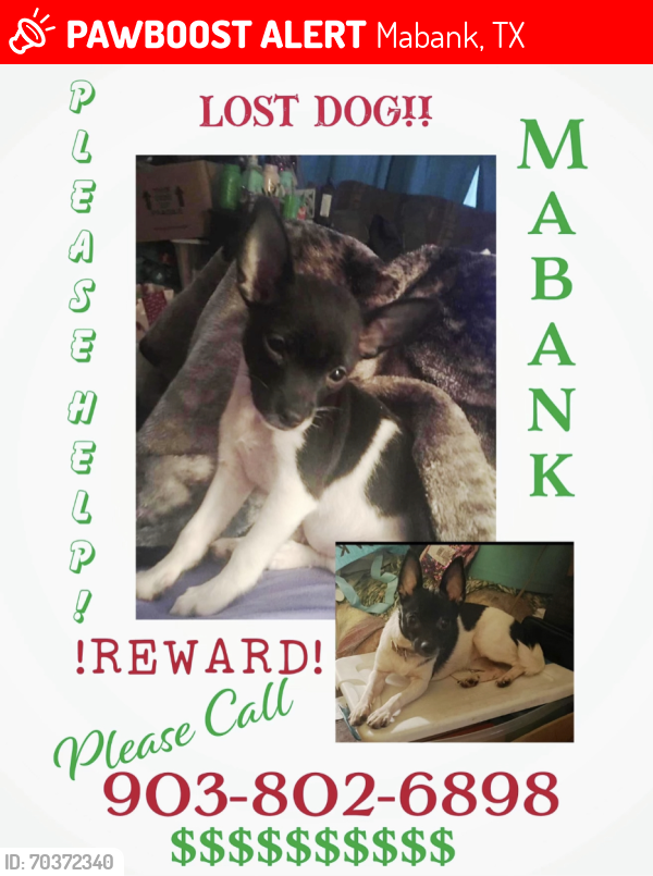 Lost Female Dog last seen Near Comanche Dr Payne Springs Tx , Mabank, TX 75156