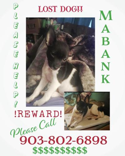 Lost Female Dog last seen Near Comanche Dr Payne Springs Tx , Mabank, TX 75156