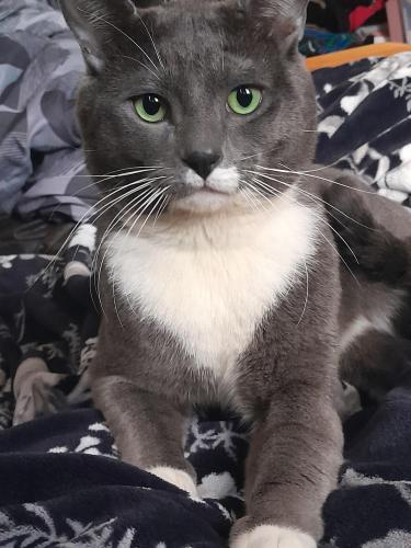 Lost Male Cat last seen Star Ave Oakland by a park, Oakland, CA 94619
