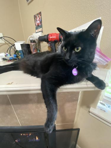 Lost Female Cat last seen On 172nd & division near Halsey and Columbia View Park, Portland, OR 97230