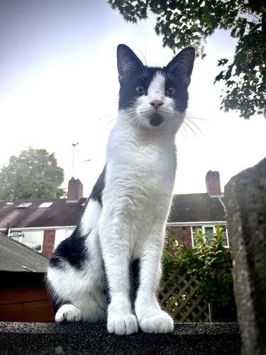 Lost Male Cat last seen Hadon Road , West Midlands, England B42