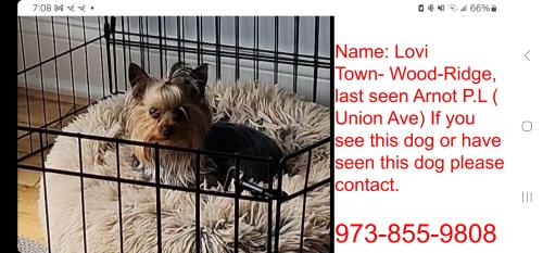 Lost Female Dog last seen Union ave wood ridge nj, Wood-Ridge, NJ 07075