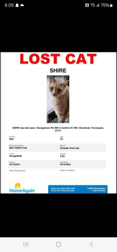 Lost Male Cat last seen Lincoln Inn Cleveland Tennessee , Cleveland, TN 37311