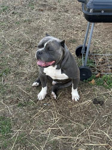 Lost Male Dog last seen Leavenworth rd kck 66104, Kansas City, KS 66104