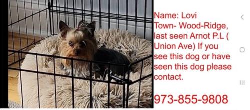 Lost Female Dog last seen Arnot Place , Wood-Ridge, NJ 07075