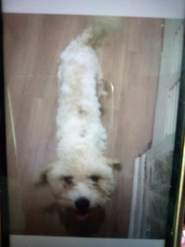 Lost Male Dog last seen Forest east and forest path, DeKalb County, GA 30088